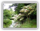 Trees, Walkways & Streams 
