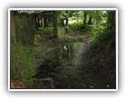 Trees Walkways and Streams