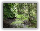 Trees Walkways and Streams