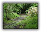 Trees Walkways and Streams