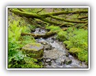 Trees Walkways and Streams