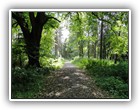 Trees Walkways and Streams