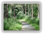 Trees Walkways and Streams