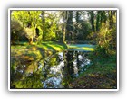 Trees Walkways and Streams