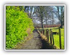 Trees Walkways and Streams