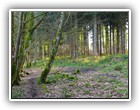 Trees Walkways and Streams