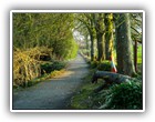 Trees Walkways and Streams