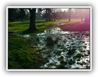 Trees Walkways and Streams