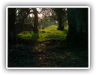 Trees Walkways and Streams