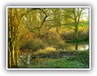 Trees Walkways and Streams