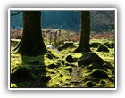 Trees Walkways and Streams