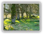 Trees Walkways and Streams