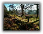 Trees Walkways and Streams