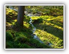 Trees Walkways and Streams