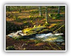 Trees Walkways and Streams