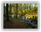 Trees Walkways & Streams
