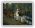 Trees Walkways and Streams