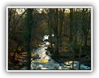 Trees Walkways and Streams