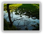 Trees Walkways and Streams