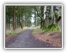 Trees Walkways and Streams