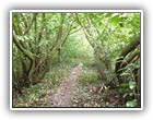 Trees Walkways and Streams