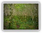 Trees Walkways and Streams