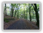 Trees Walkways and Streams