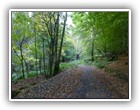 Trees Walkways and Streams