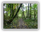 Trees Walkways and Streams