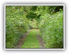 Trees Walkways and Streams