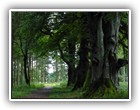 Trees Walkways and Streams