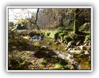 Trees Walkways and Streams