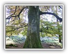 Trees Walkways and Streams