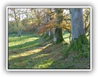 Trees Walkways and Streams