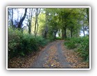 Trees Walkways and Streams