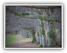 Trees Walkways and Streams