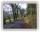 Trees Walkways and Streams